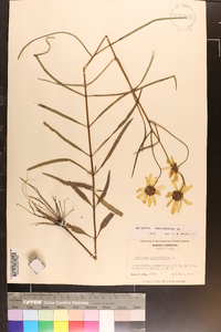 Helianthus angustifolius image