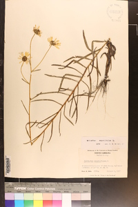 Helianthus angustifolius image