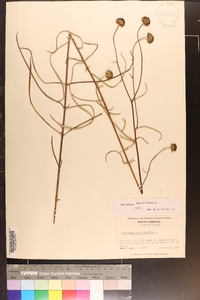 Helianthus angustifolius image