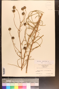 Helianthus angustifolius image