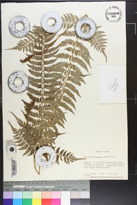 Polystichum tripteron image