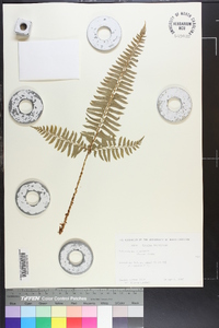 Polystichum tripteron image