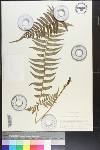 Polystichum tripteron image