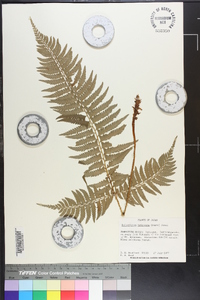 Polystichum tripteron image