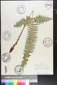 Polystichum tripteron image