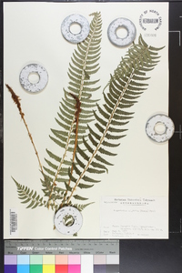 Polystichum tripteron image