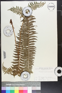 Polystichum tripteron image