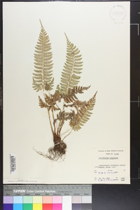 Polystichum tripteron image