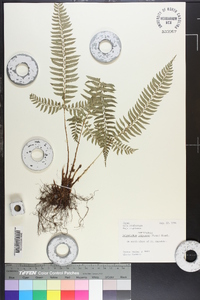 Polystichum tripteron image