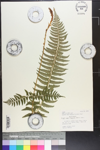 Polystichum tripteron image