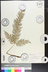 Polystichum tripteron image