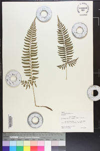 Polystichum tripteron image