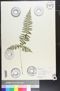 Polystichum tripteron image