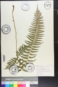 Polystichum tripteron image