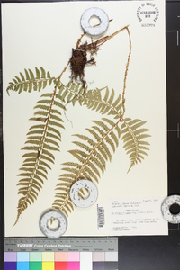 Polystichum tripteron image