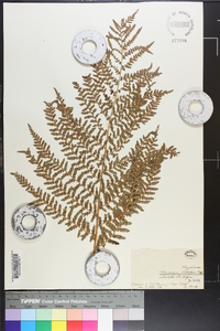 Dryopteris dilatata subsp. dilatata image