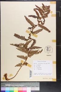 Dryopteris filix-mas image