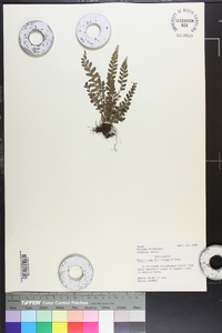 Polystichum formosanum image