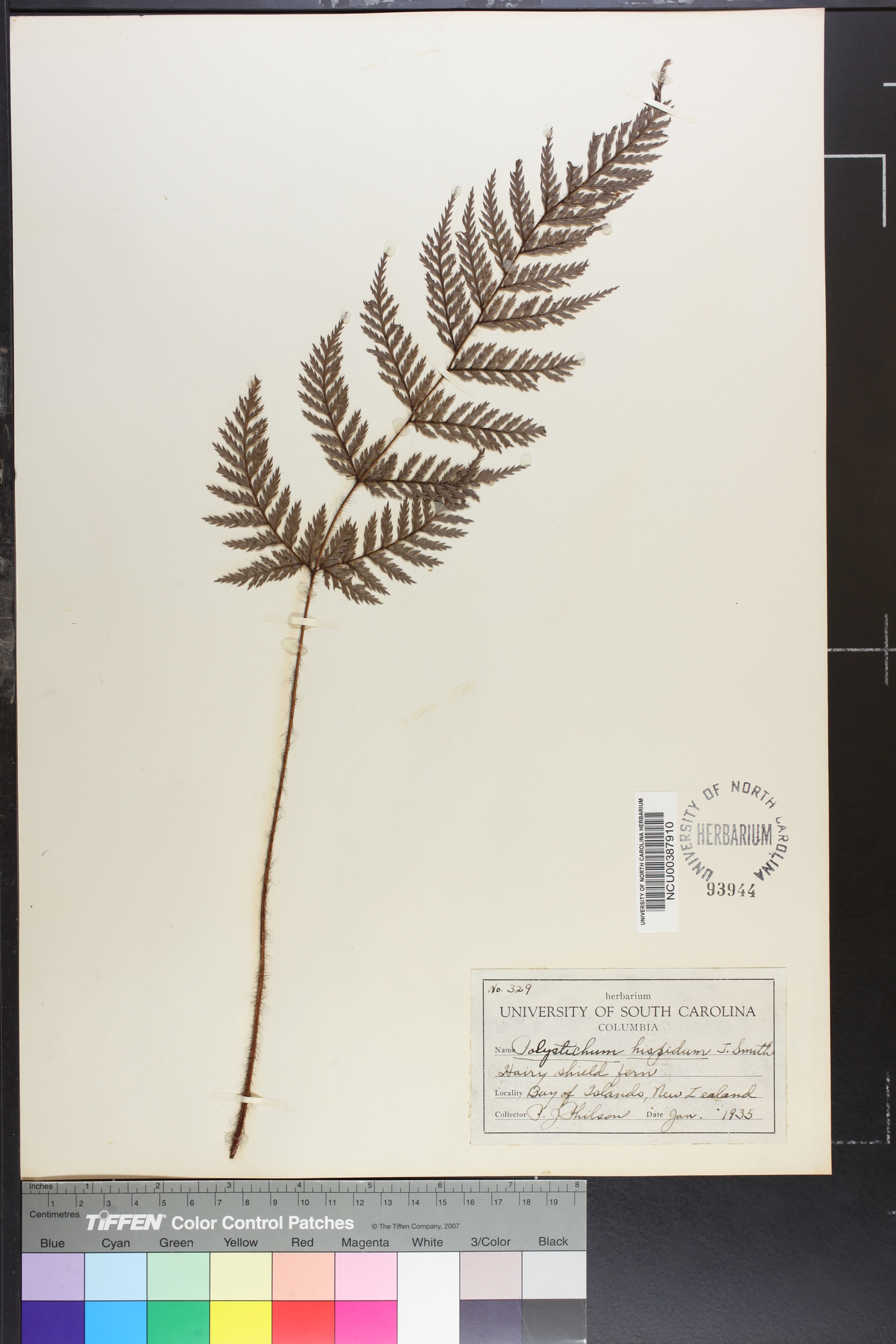 Polystichum hispidum image