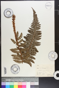 Polystichum igaense image