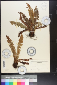 Polystichum lonchitis image