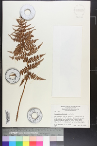 Polystichum neozelandicum subsp. neozelandicum image