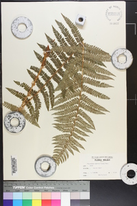 Polystichum setiferum image