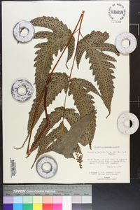 Tectaria heracleifolia image