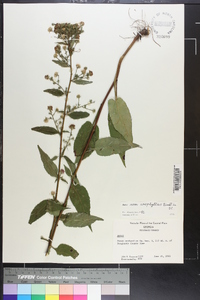 Symphyotrichum urophyllum image