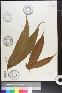 Tectaria incisa image