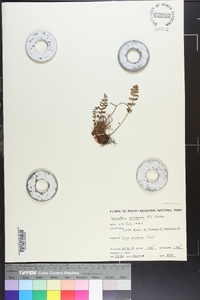 Woodsia oregana image