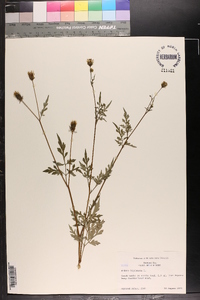 Bidens bipinnata image