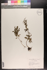 Bidens bipinnata image