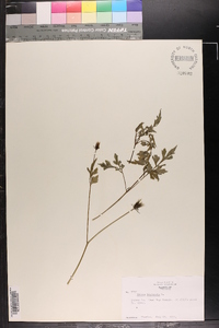 Bidens bipinnata image