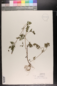 Bidens bipinnata image