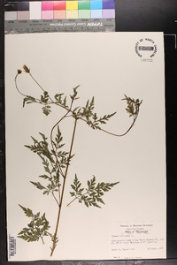 Bidens bipinnata image