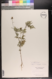 Bidens bipinnata image