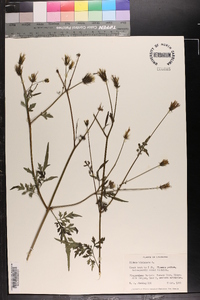 Bidens bipinnata image