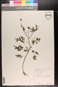 Bidens bipinnata image