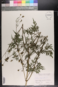 Bidens bipinnata image