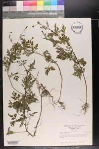 Bidens bipinnata image