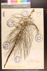 Equisetum telmateia image