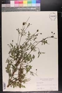 Bidens bipinnata image