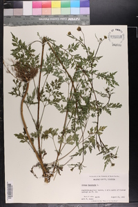 Bidens bipinnata image