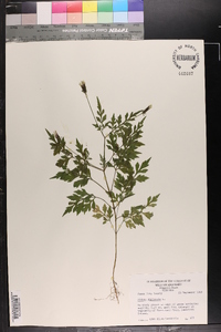 Bidens bipinnata image