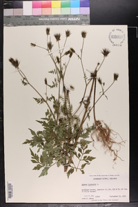 Bidens bipinnata image