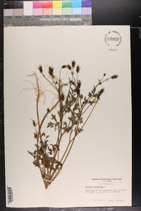 Bidens bipinnata image