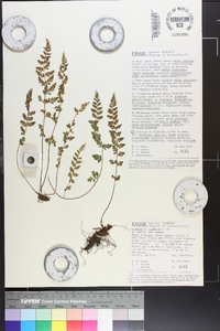 Woodsia glabella image