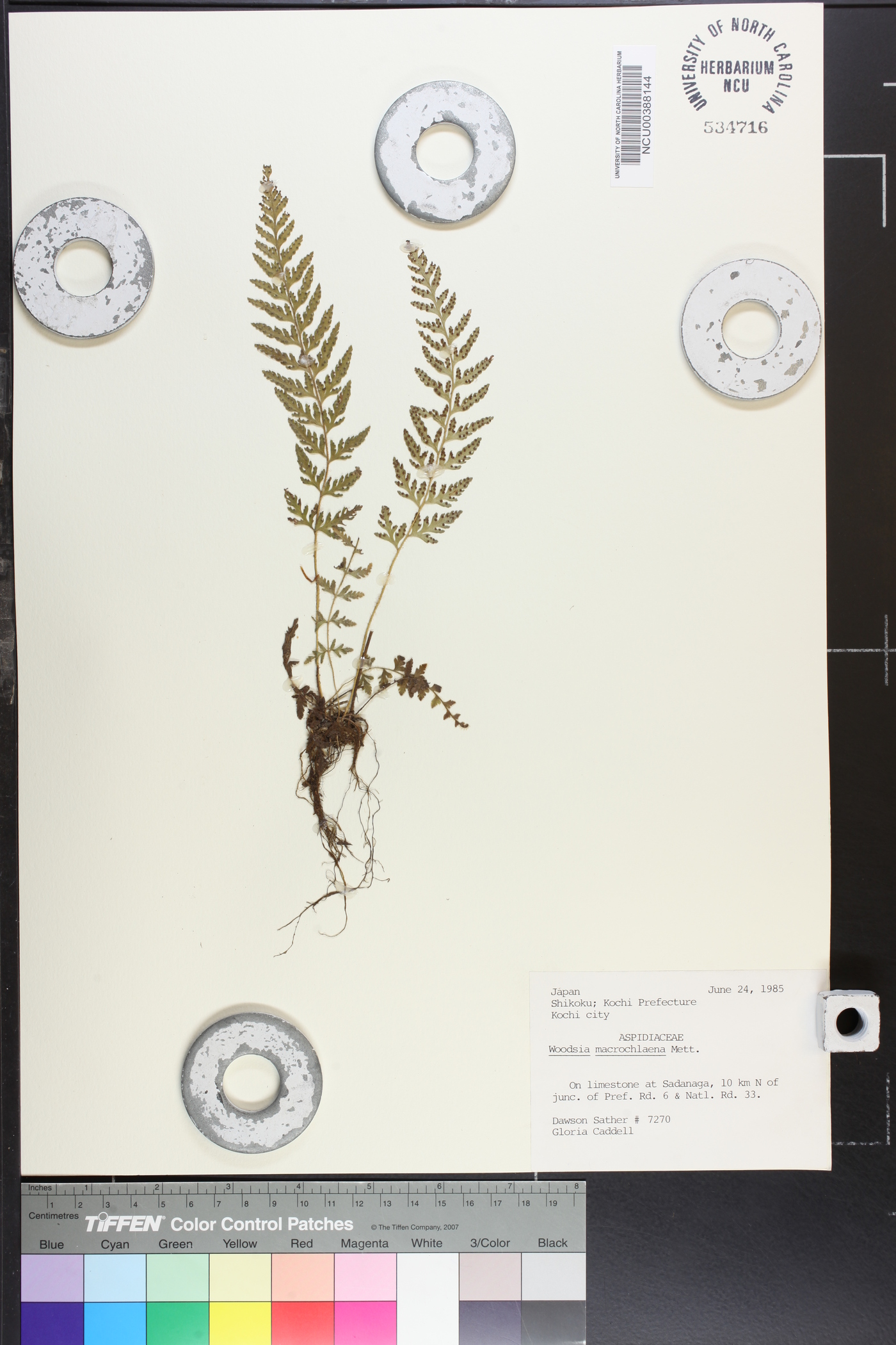 Woodsia macrochlaena image