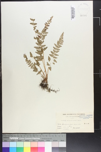 Woodsia macrochlaena image